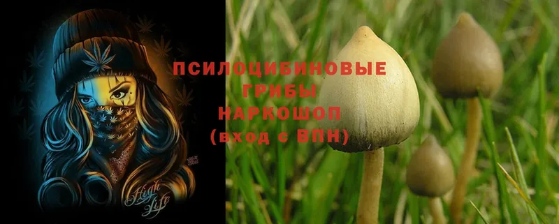 Галлюциногенные грибы Magic Shrooms  закладка  Людиново 